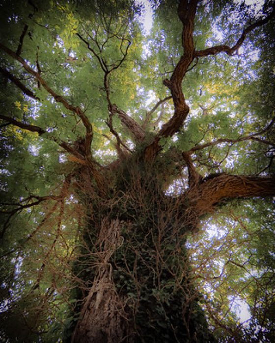 AlyssaRay_Amateur_Floral_1stPlace