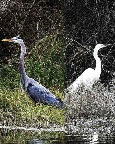 Barry Sokol - Juxtaposition (2nd Place)