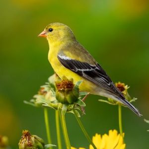 Byron Jorjorian - bird