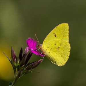 Byron Jorjorian - butterfly