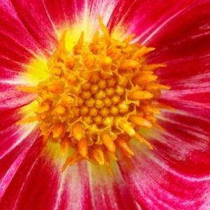 Byron Jorjorian - flower