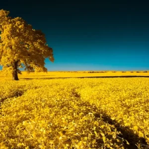 Chris Baker - Infrared 2