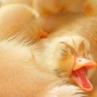 Claude Velasco Chick WCF 2025