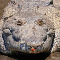 Claude Velasco Croc WCF 2025