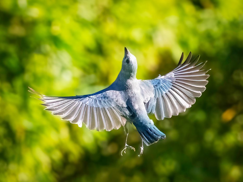 Claude-Velasco-Feathers-1st-Place-March 2025