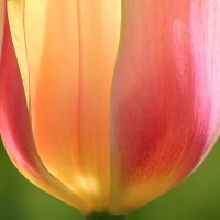 Claude Velasco tulip WCF 2025