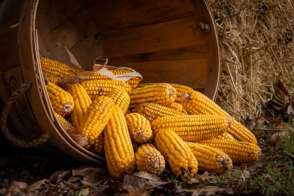 Diane-Burgett-Cannonsburgh-village-Outing-2