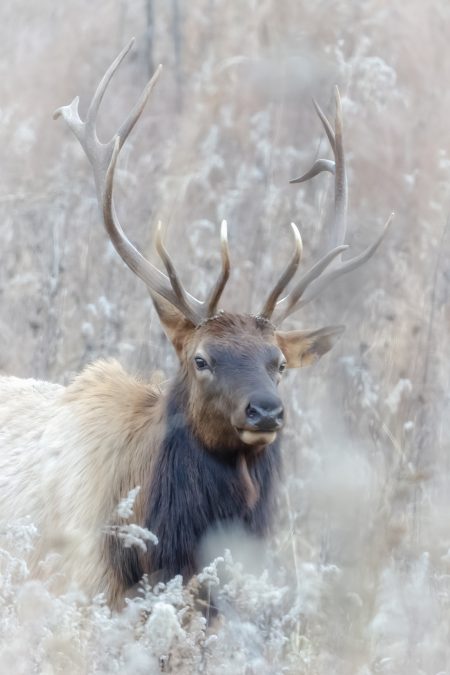 Jennifer-Laverty-Open-1st-Place-POM February 2024