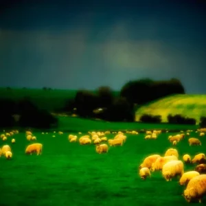 Jerry Atnip - Sheep Altered