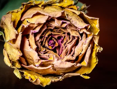 John Mott - Abandoned Example