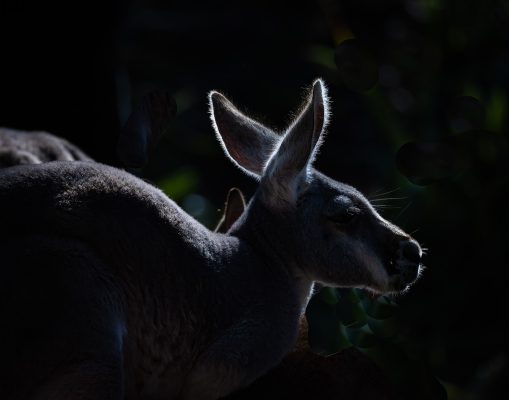 John-Mott-Nashville-Zoo-Outing-5 Nov 2024