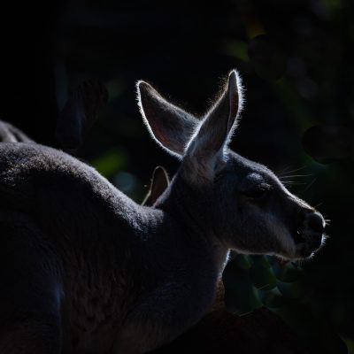 John-Mott-Nashville-Zoo-Outing-5 Nov 2024