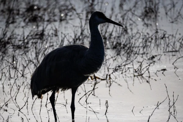 John Mott- Wheeler National Wildlife Refuge