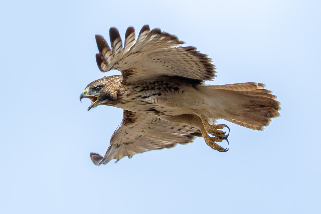 Martin Cregg - Open - 1st Place - February 2026 - POTM