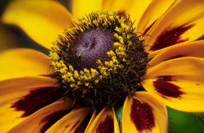Cornflower Macro