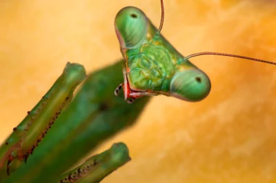 Praying Mantis Macro