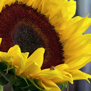 Paul Van Allen - Sunflower