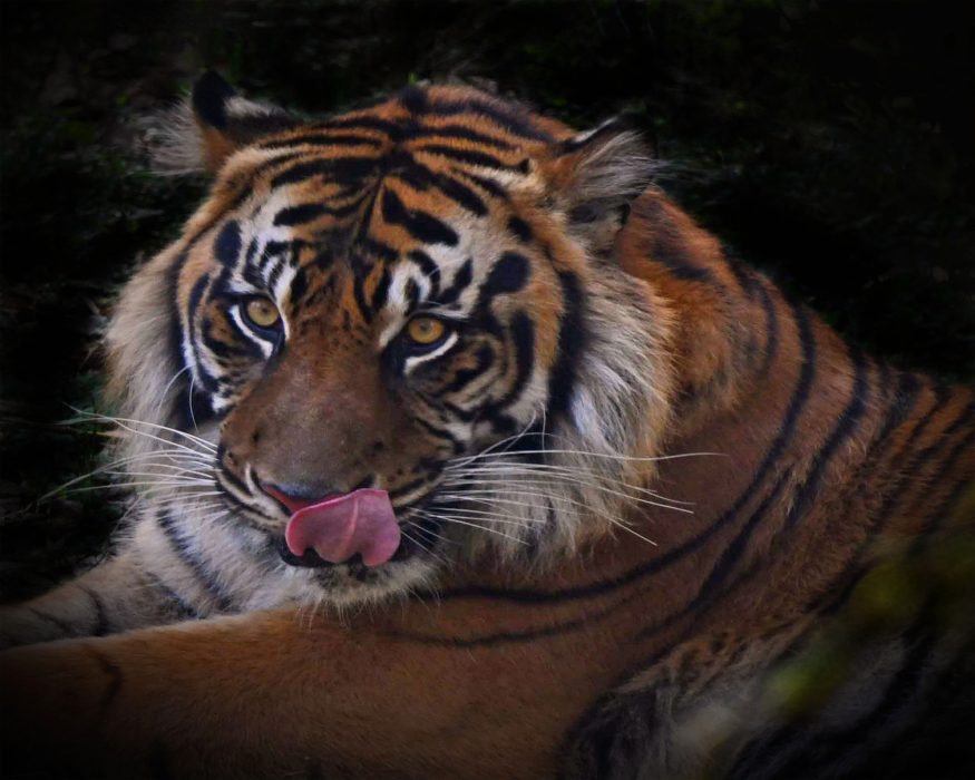 Phyllis Tatum - BPG Outing - 2nd Place - April 2026 - POTM