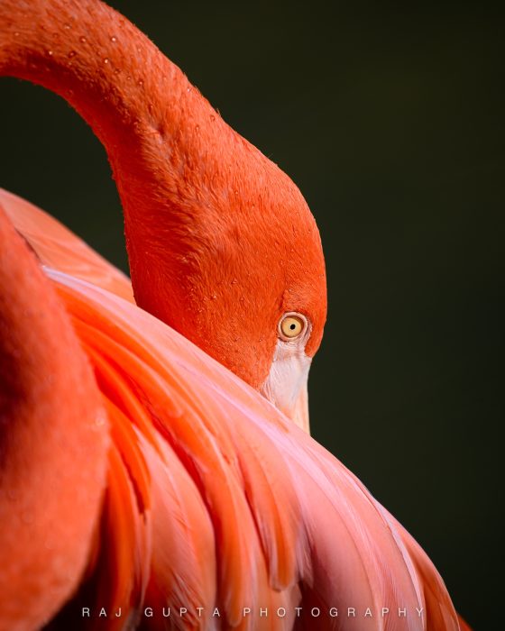 Raj Gupta - Outing - 1st Place - April 2026 - POTM