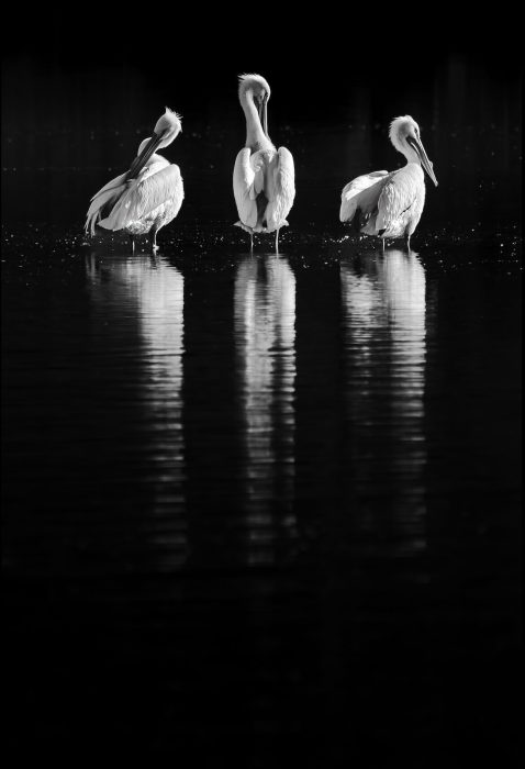 Raj Gupta - Rule of Odds - 1st Place - March 2026 - POTM