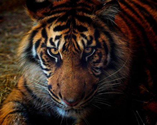 Rick-Borchert-Nashville-Zoo-Outing-5 Nov 2024