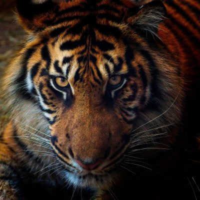 Rick-Borchert-Nashville-Zoo-Outing-5 Nov 2024