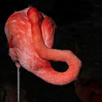 Rick Borchert - Open - Bird Life Honorable Mention