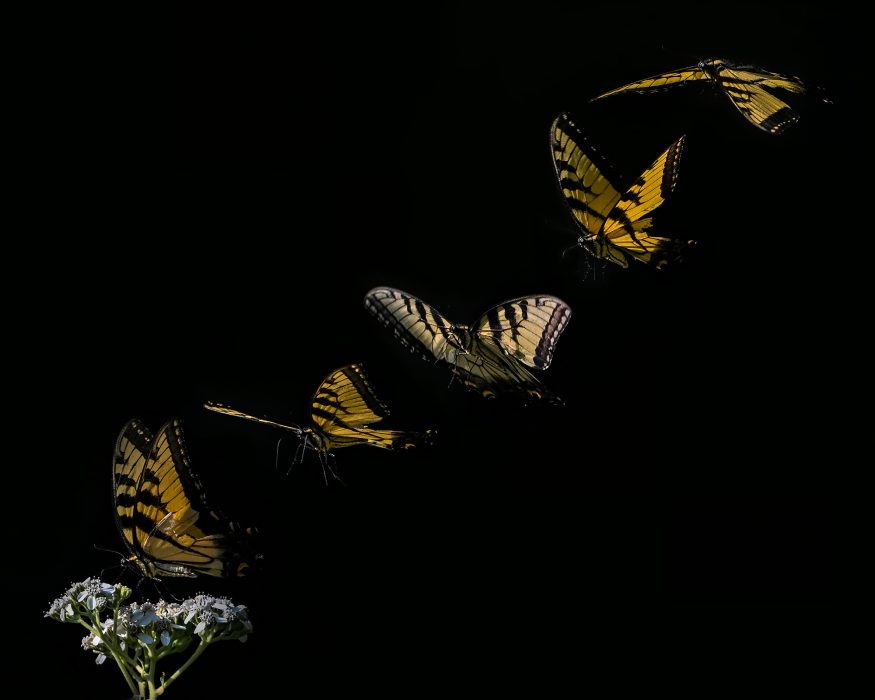 Robert-Matusik-Open-1st-Place-January