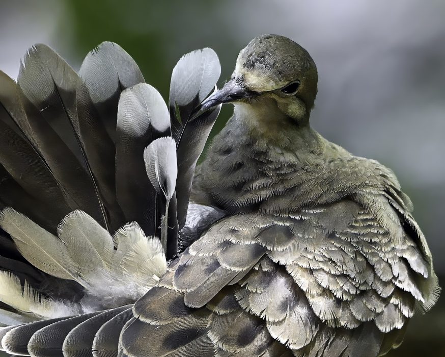 Robert-Matusik-Open-1st-Place-June 2025