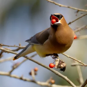 Tom Ress - Cedar Waxwing