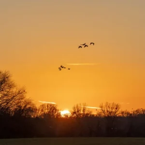 Tom Ress - Wheeler Wildlife Refuge