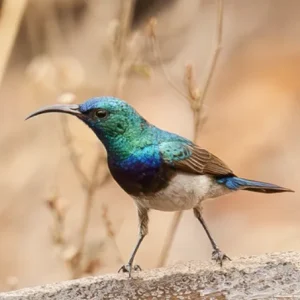Tom Ress - White-Bellied Sunbird