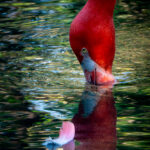 Diane-Burgett-Nashville-Zoo-Outing Nov 2024