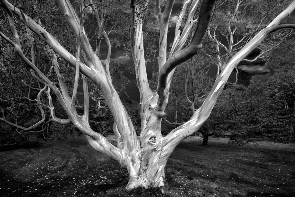 Bill-Scott-Trees-2nd-Place-Sept